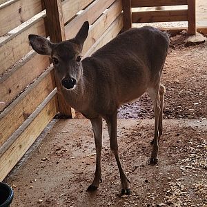 Alabama Gulf Coast Zoo - White-tailed Deer (inside petting area)