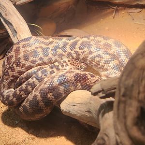 Alabama Gulf Coast Zoo - Antaresia maculosa