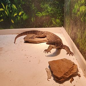 Alabama Gulf Coast Zoo - Varanus panoptes