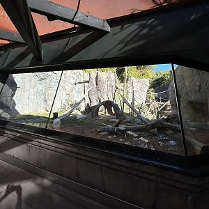 Bonobo Exhibit - Gorilla Tropics