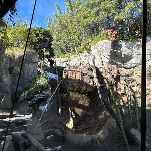Bonobo Exhibit - Gorilla Tropics
