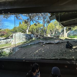 Western Lowland Gorilla Exhibit - Gorilla Tropics