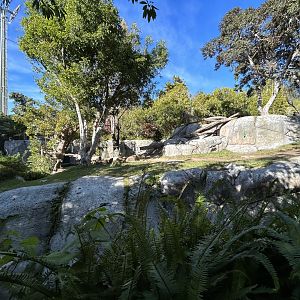 Western Lowland Gorilla Exhibit - Gorilla Tropics