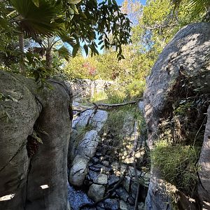 Western Lowland Gorilla Exhibit - Gorilla Tropics