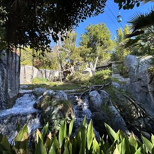 Western Lowland Gorilla Exhibit - Gorilla Tropics