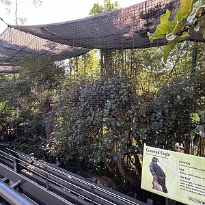 Crowned Eagle Aviary - Gorilla Tropics