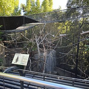 Black Mangabey Exhibit - Gorilla Tropics