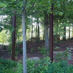 Amur tiger exhibit, 2023-05-16