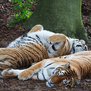 Amur tigers (Panthera tigris altaica), 2023-05-15