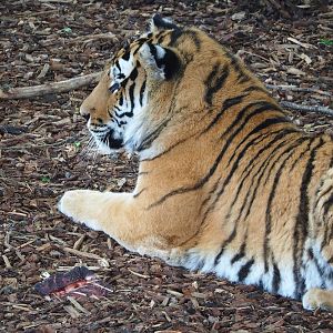 Amur tiger (Panthera tigris altaica), 2023-05-15