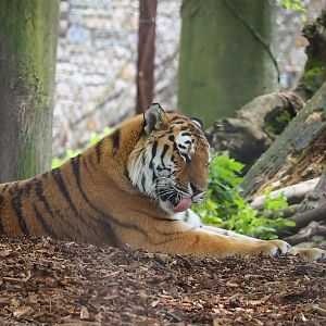 Amur tiger (Panthera tigris altaica), 2023-05-16