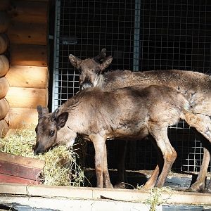 Domestic reindeer (Rangifer tarandus domesticus), 2023-05-16