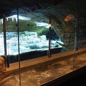 Penguin catwalk near hotel rooms and Penguin cave, 2023-05-15