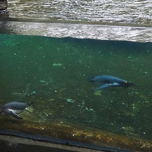 Subantarctic gentoo penguin (Pygoscelis papua papua) and King penguin (Aptenodytes patagonicus) underwater, 2023-05-15