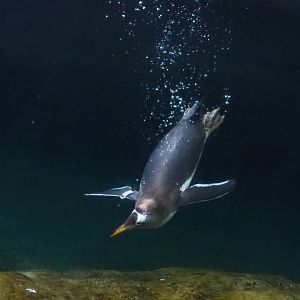 Subantarctic gentoo penguin (Pygoscelis papua papua) underwater, 2023-05-16