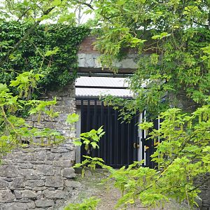 Musk ox holding area, with passage through old abbey wall, 2023-05-15