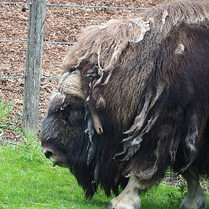 Musk ox (Ovibos moschatus), 2023-05-16