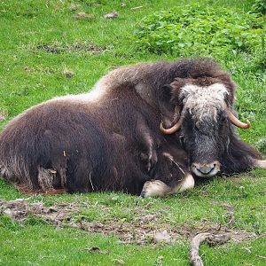 Musk ox (Ovibos moschatus), 2023-05-15