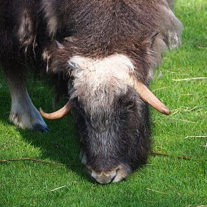 Musk ox (Ovibos moschatus), 2023-05-16