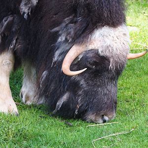 Musk ox (Ovibos moschatus), 2023-05-16