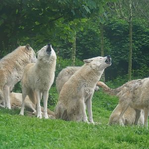 Howling Mackenzie valley wolves (Canis lupus occidentalis), 2023-05-15