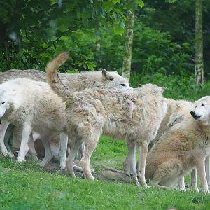 Mackenzie valley wolves (Canis lupus occidentalis), 2023-05-15