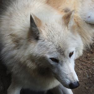 Mackenzie valley wolf (Canis lupus occidentalis), 2023-05-15