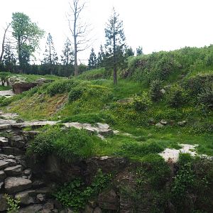 Male Polar bear exhibit, 2023-05-16