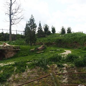 Male Polar bear exhibit, 2023-05-16