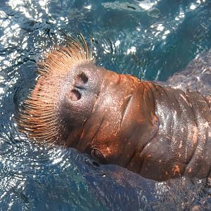 Pacific walrus (Odobenus rosmarus divergens), 2023-05-16