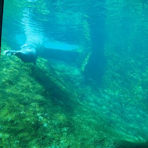 Underwater view of Pacific walrus pool, 2023-05-16