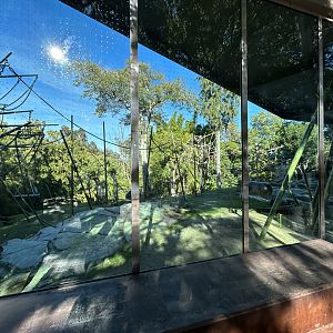 Orangutan & Siamang Exhibit - Absolutely Apes