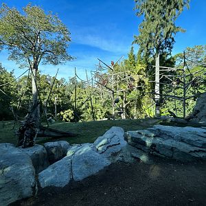 Orangutan & Siamang Exhibit - Absolutely Apes
