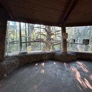 Silver Leaf Langur Exhibit - Absolutely Apes