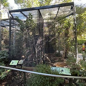 Superb Bird-of-Paradise & Wompoo Fruit Dove Aviary