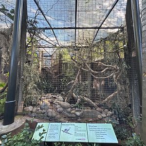 Black-winged Starling Aviary
