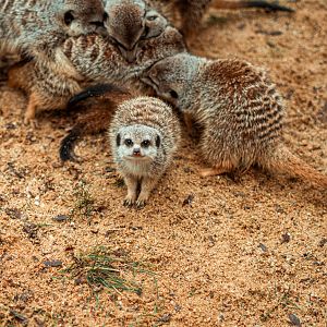 Meerkats next to the entrance