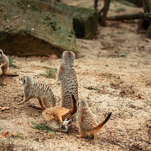 Meerkats next to the entrance