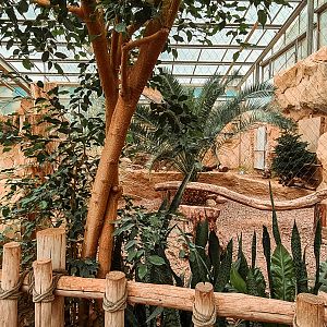 Abyssinian ground hornbill