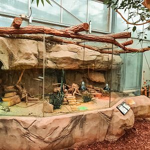 Pancake tortoise terrarium