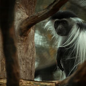 Tanzanian Black-and-white colobus