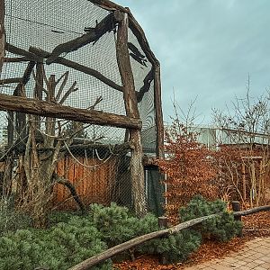 Crowned lemur (outdoor)