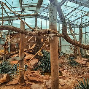 Crowned lemur (indoor)