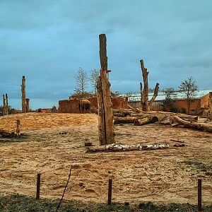 African elephant (outdoor)