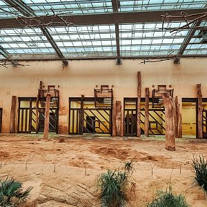 African elephant (indoor)