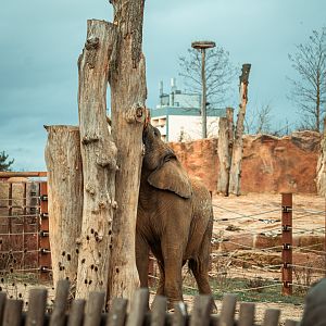 African elephant (outdoor)
