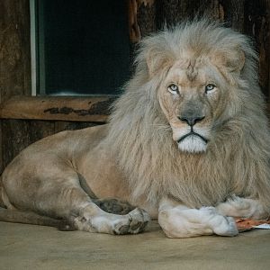 White lion