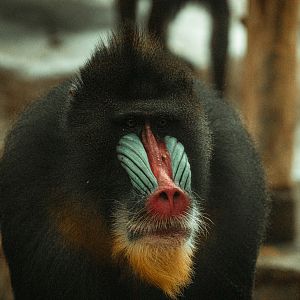 Mandrill