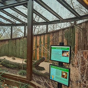 Northern talapoin monkey outdoor