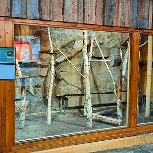 Northern talapoin monkey indoor 1